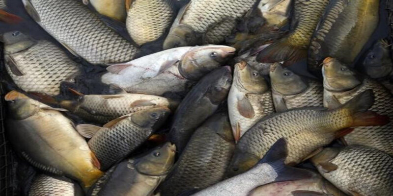 Mơ bắt nhiều cá rô phi, rô đồng