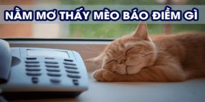 Giấc mơ cuộc sống theo màu sắc cơ thể mèo 