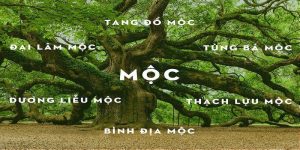 Mệnh mộc năm nào? Các nạp âm mệnh Mộc