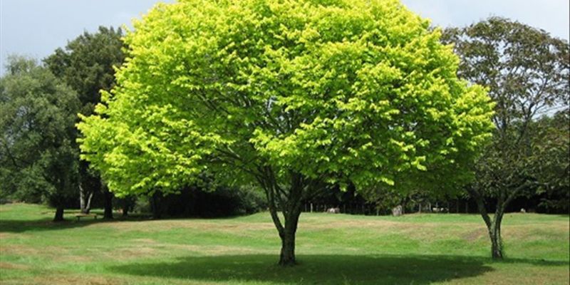 Điềm báo cho giấc mơ thấy cây - bật mí ý nghĩa đằng sau đó 1 Những giấc mơ thấy cây mang ý nghĩa gì?