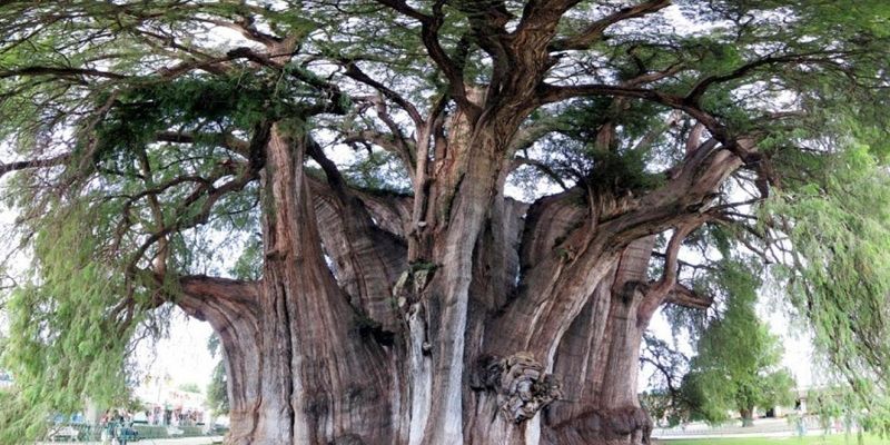 Điềm báo cho giấc mơ thấy cây - bật mí ý nghĩa đằng sau đó 3 Mơ thấy cây thì nên đánh số mấy?