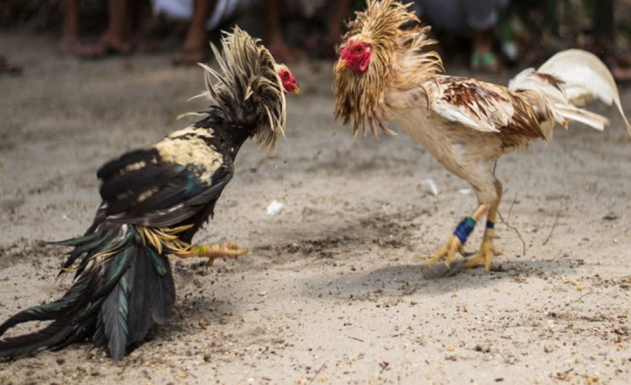 Cách thức diễn ra trận đấu đá gà Thomo 