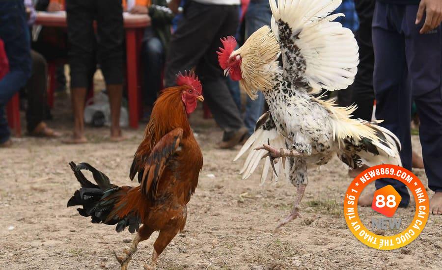 Game đá gà nổi bật nhất tại Vnew 88