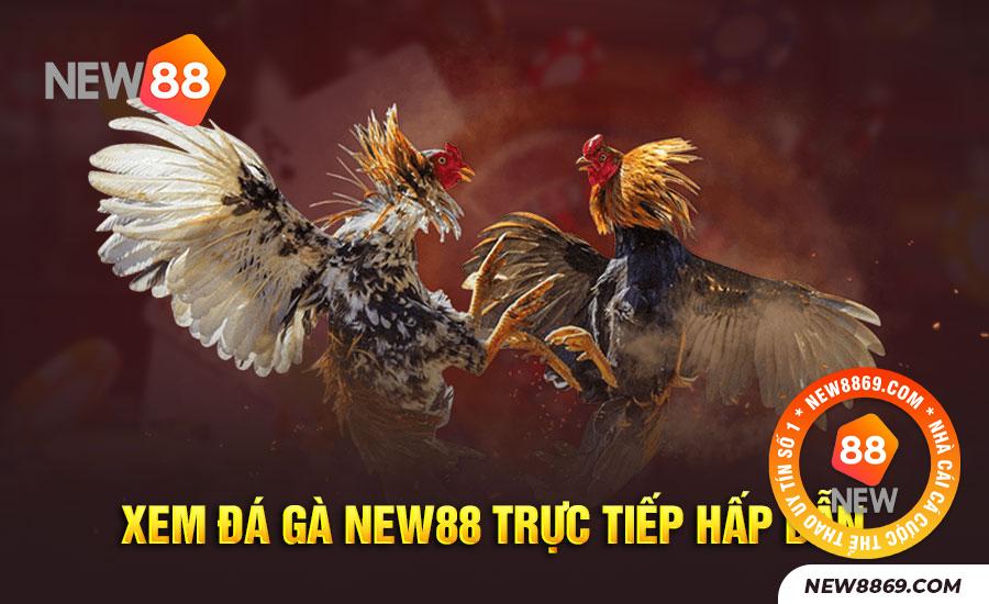 Xem đá gà NEW88 với đa dạng thể loại như đá gà thomo, đá gà Mộc bài, đá gà Campuchia
