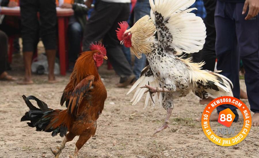 NEW88 Hướng Dẫn Luật Chơi Đá Gà Từ A Đến Z 3 Chi tiết luật chơi chọi gà cựa sắt.