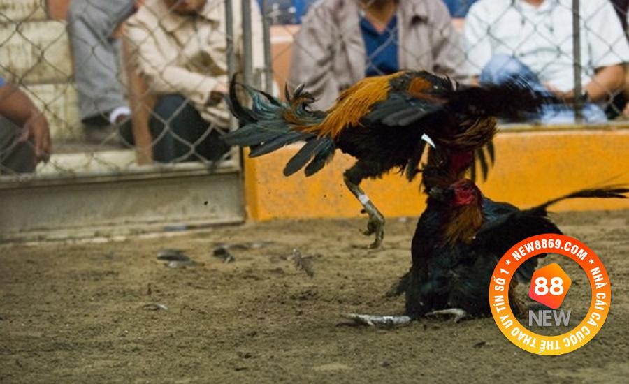 NEW88 Hướng Dẫn Luật Chơi Đá Gà Từ A Đến Z 1 Chi tiết những quy định chơi đá gà chọi tại miền Bắc.