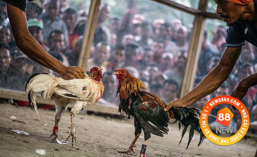 Giới thiệu Đá Gà WS168 New88 và 3 mẹo chơi hữu ích 2 Ưu điểm về giao diện khi chơi tại sảnh WS168 tại New88