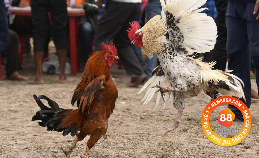 Giới thiệu Đá Gà WS168 New88 và 3 mẹo chơi hữu ích 1 Giới thiệu qua về sảnh Đá Gà WS168