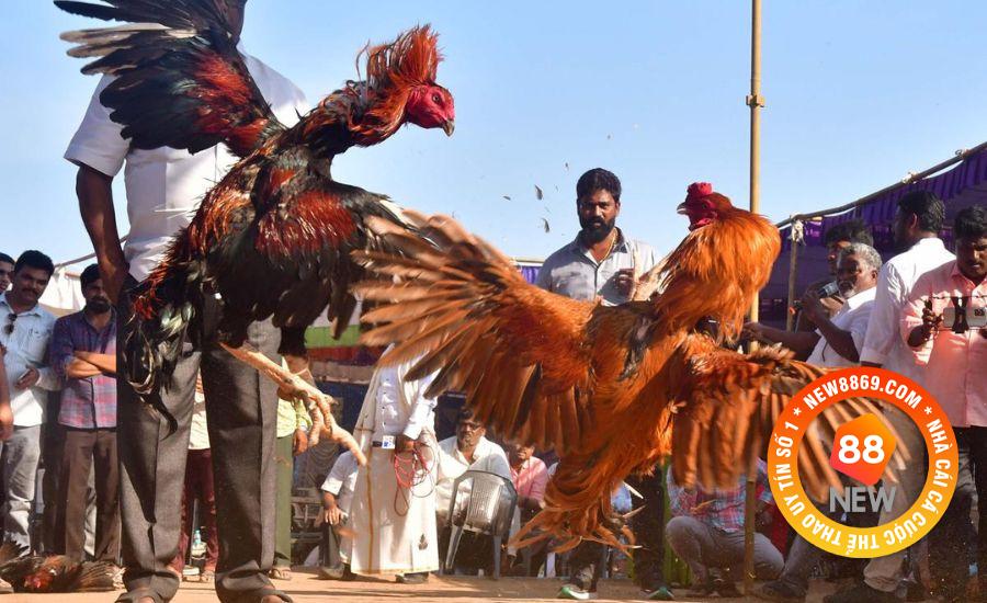 Hướng dẫn cách chơi Đá Gà WS168 chắc thắng