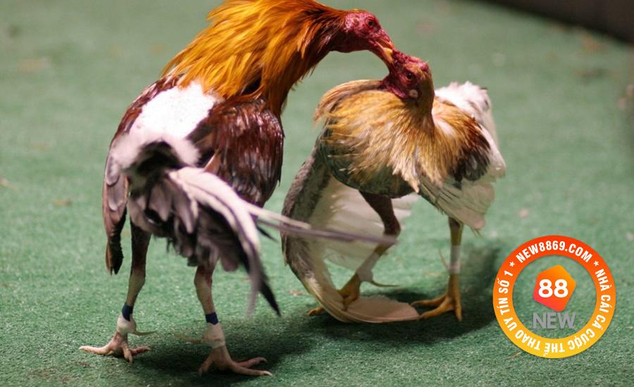NEW88 Hướng Dẫn Luật Chơi Đá Gà Từ A Đến Z 2 Luật chọi gà tại miền Nam quy định những gì?