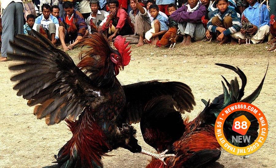 Lưu ý quan trọng khi chơi đá gà