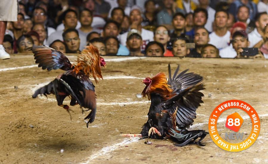 Thủ tục trước khi vào trận đá gà Savan