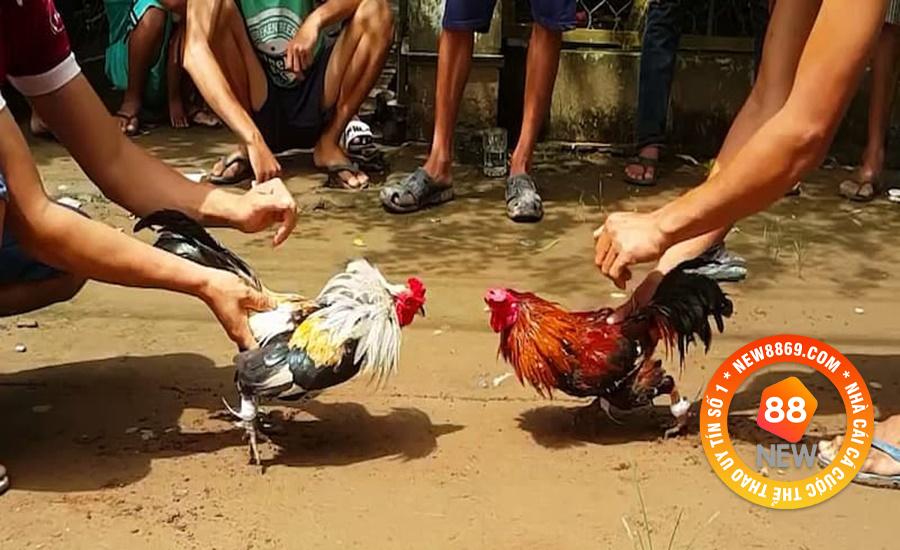 Sang Campuchia Đá Gà Và Tất Tần Tật Vấn Đề Xoay Quanh 1 Vì sao cược thủ muốn sang Campuchia đá gà?